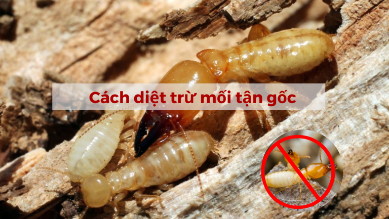 Những cách diệt mối tận gốc cực kỳ hiệu quả có thể bạn chưa biết!