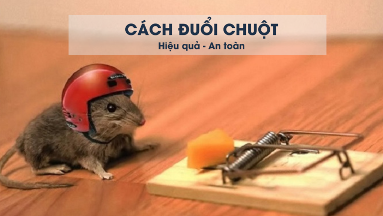 Tổng hợp những cách đuổi chuột khỏi nhà an toàn hiệu quả nhất.