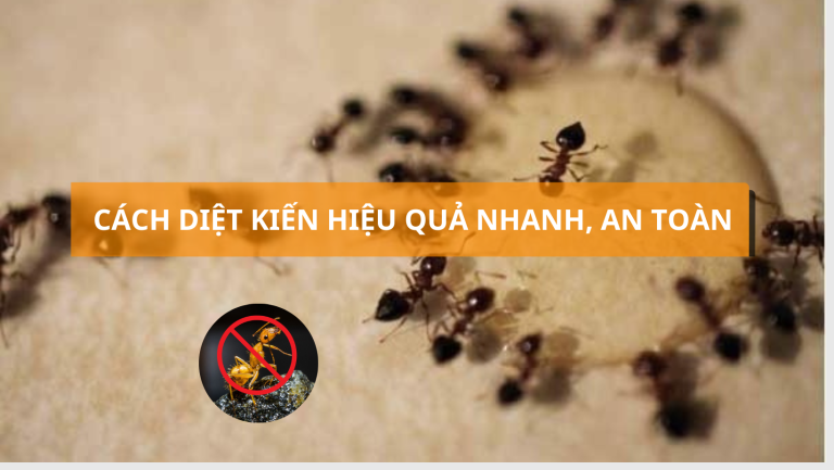 Cách diệt kiến hiệu quả và an toàn cho gia đình mà bạn không nên bỏ qua