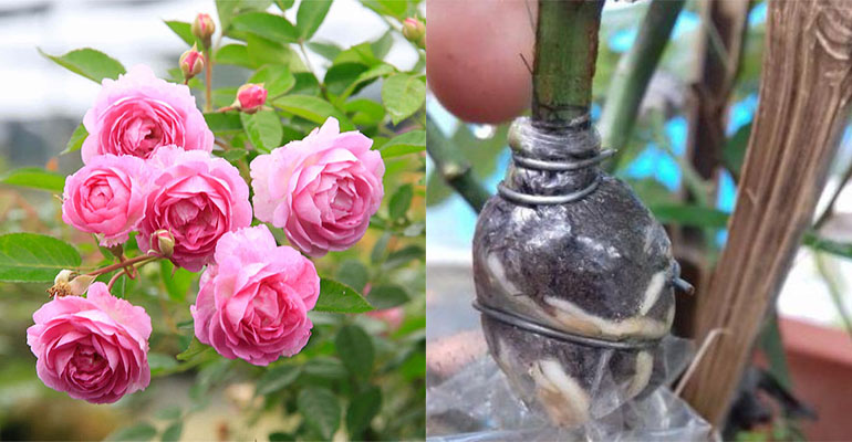 Cách chiết cành hoa hồng