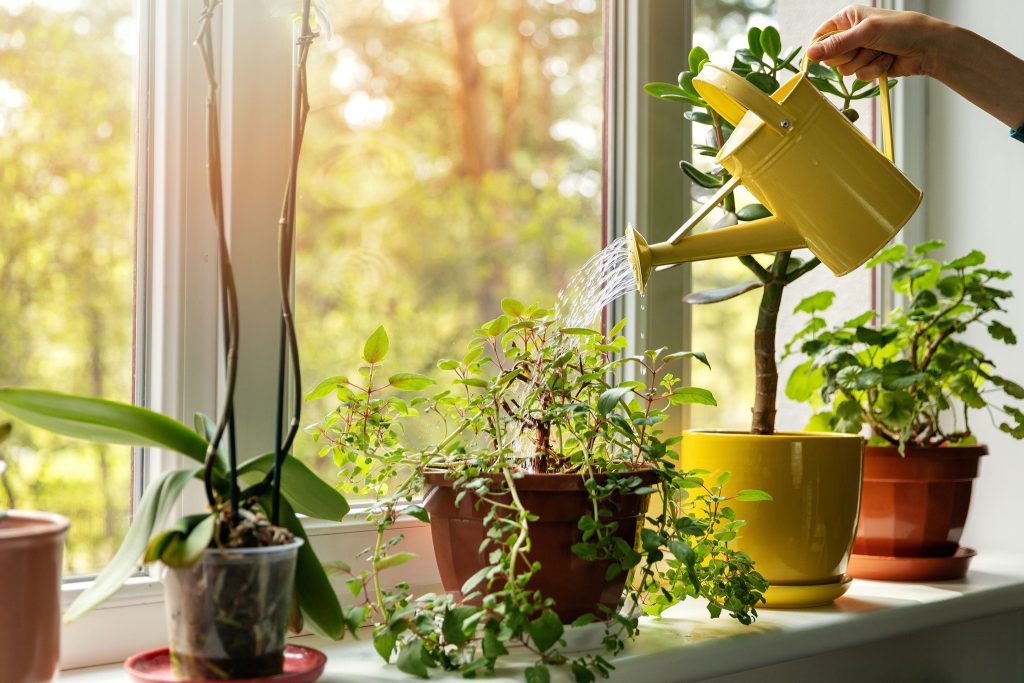 Đảm bảo đủ ánh sáng cho cây phát triển