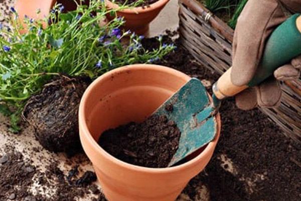 Chọn đất phù hợp để cây phát triển tốt