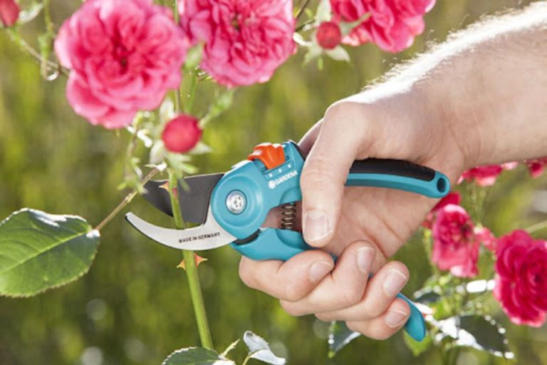 Hướng dẫn cách chiết cành hoa hồng đúng kỹ thuật, cây khoẻ mạnh