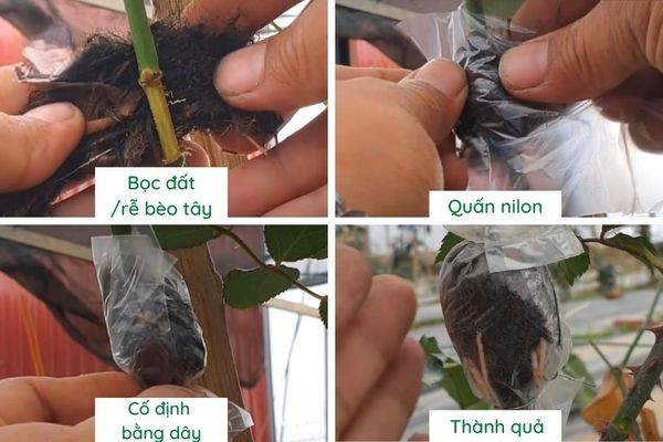 Cách chiết cành hoa hồng có bầu đất