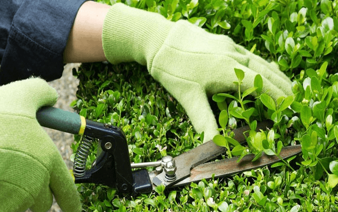 Thường xuyên cắt tỉa và làm sạch cây
