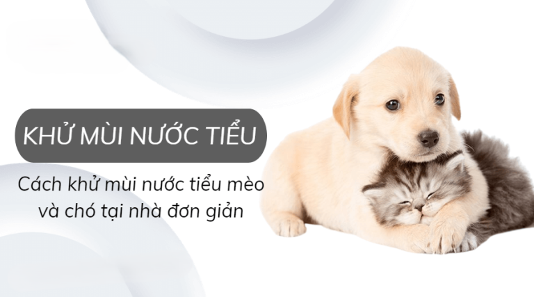 Cách khử mùi nước tiểu chó mèo hiệu quả nhanh chóng