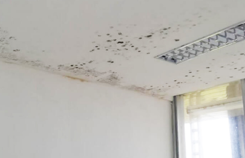 Trần thạch cao bị ẩm mốc